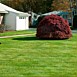 Lawn Maintenance & Care